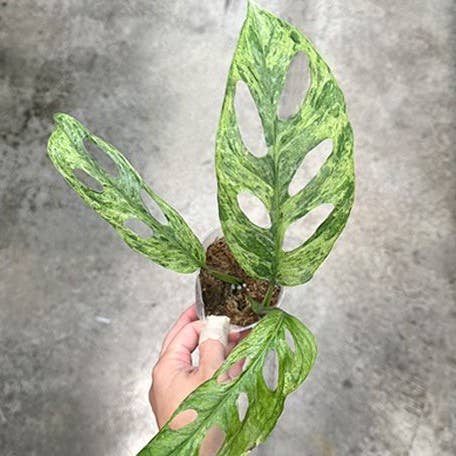 Monstera adansonii Variegated 'Mint'