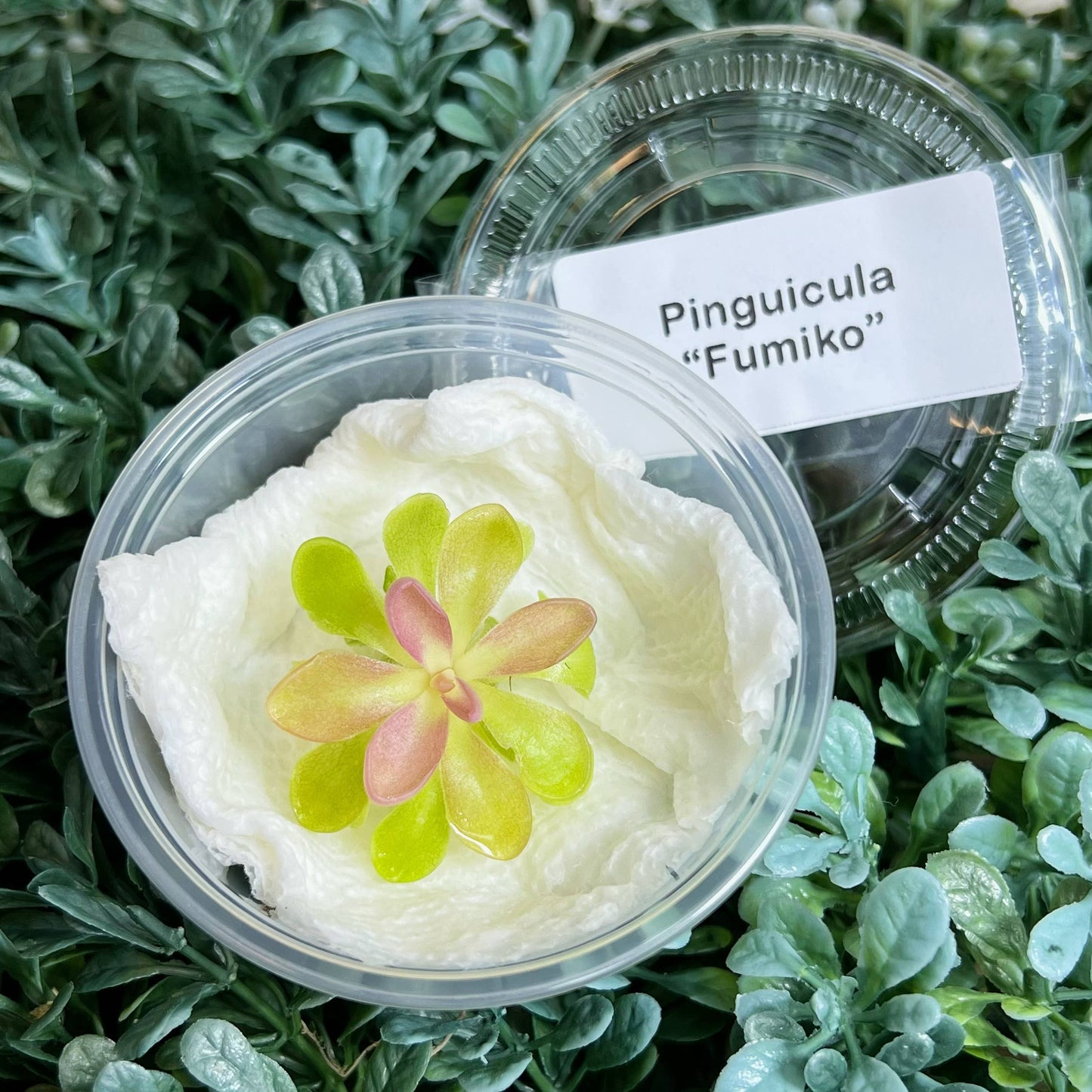 Pinguicula "Fumiko" – Rosy-Lavender Butterwort (Plant Only)