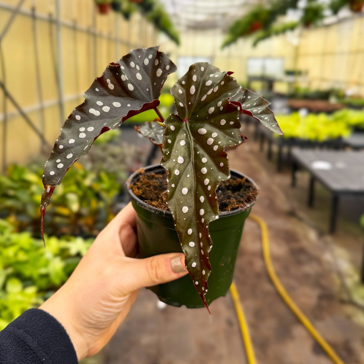 Begonia Maculata - Polka Dot Plant