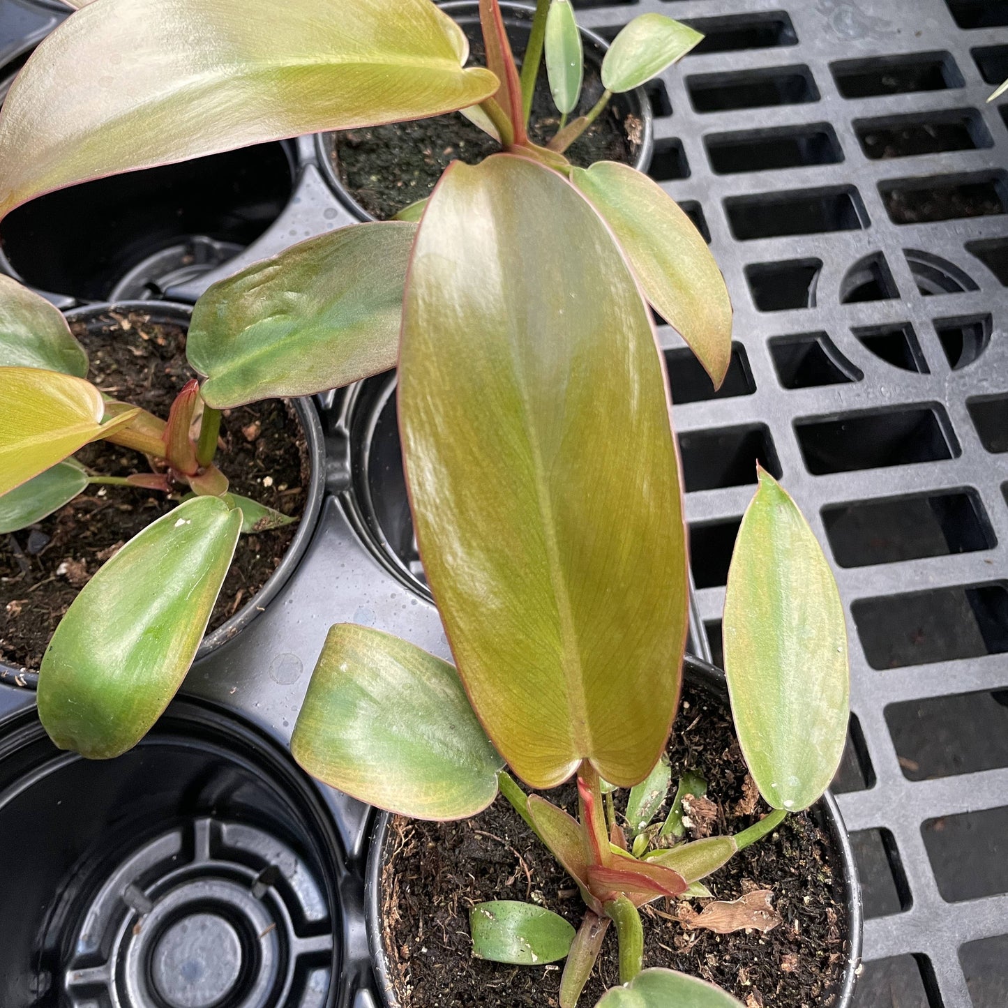 Philodendron Sayaka