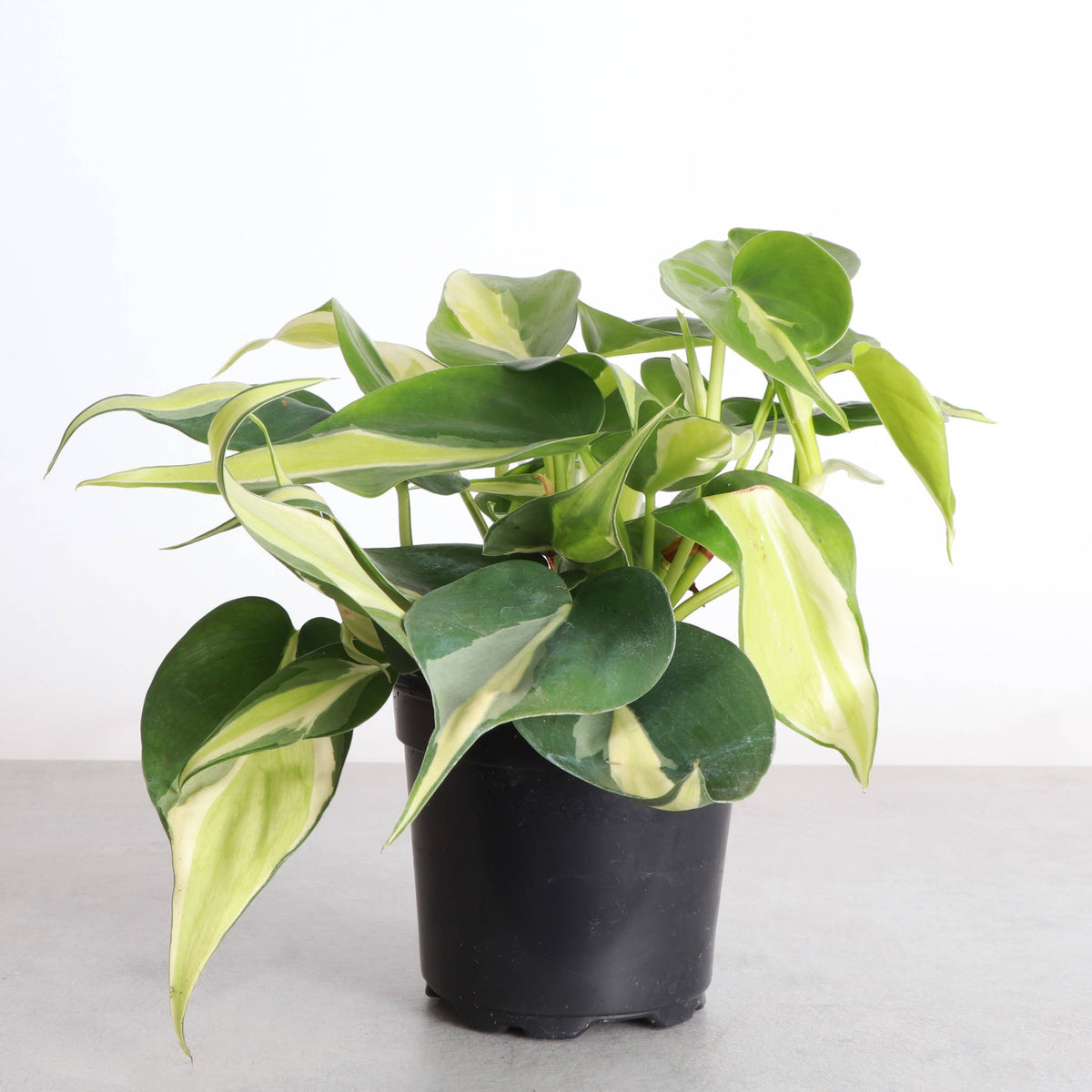 Silver Stripe Philodendron