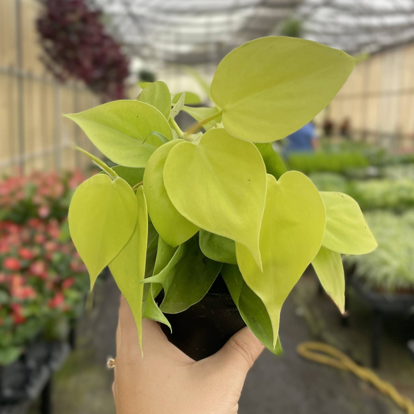 Lemon Lime heart leaf Philodendron