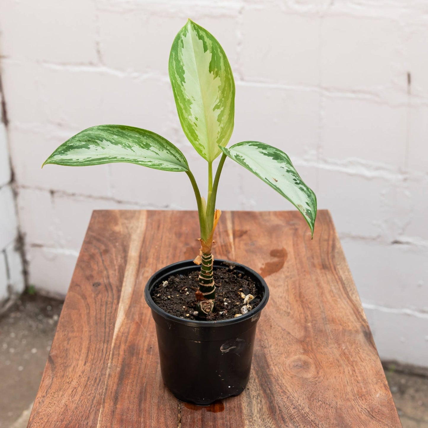 Silver Bay Aglaonema (Aglaonema 'Silver Bay')