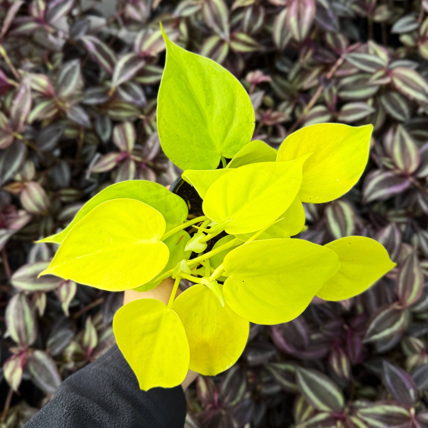 Lemon Lime heart leaf Philodendron