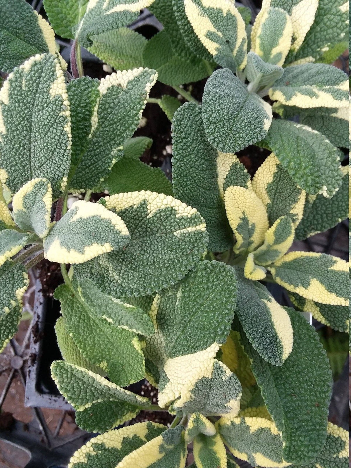 Sage Variegated Berggarten