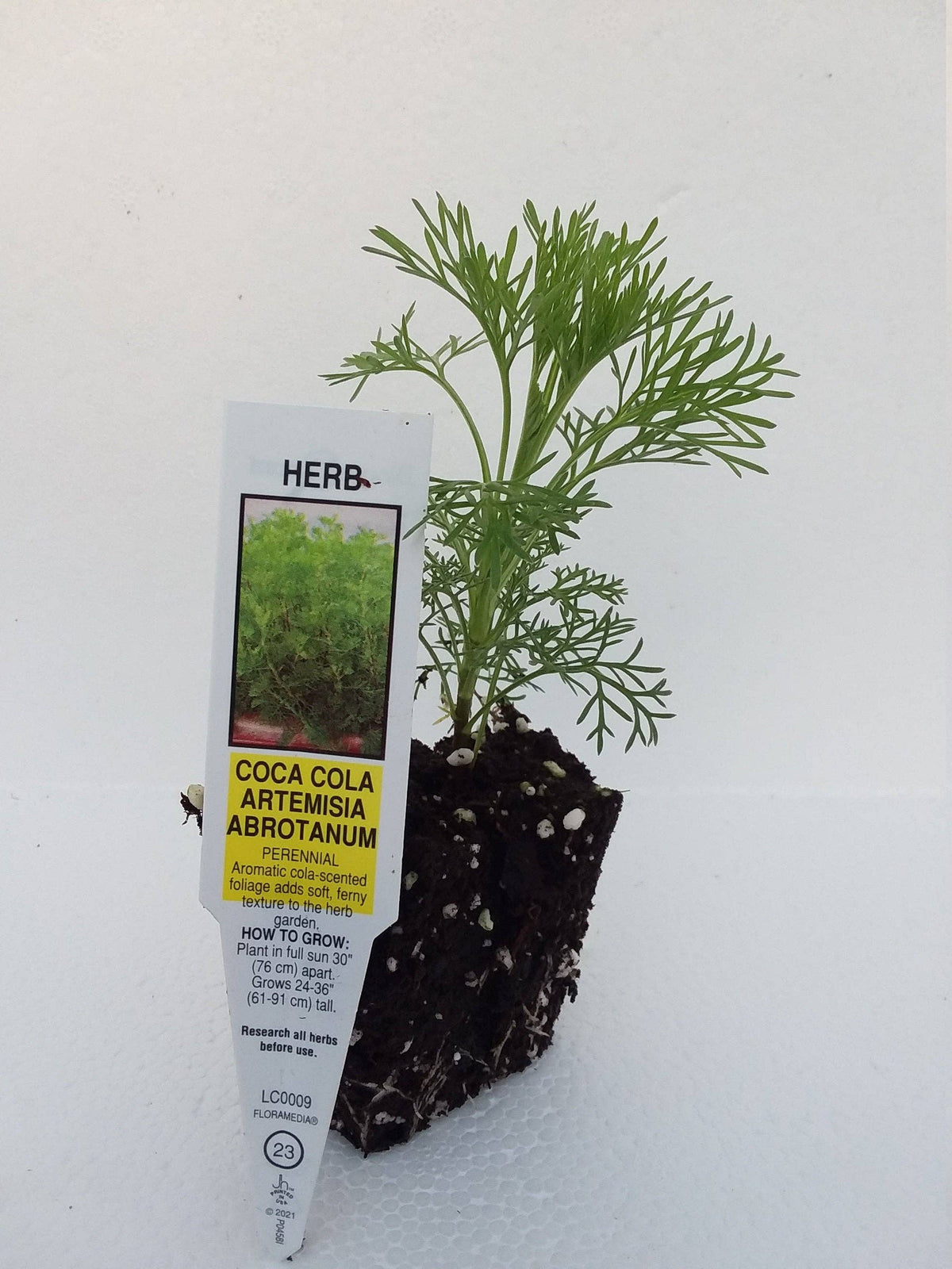 Artemisia abrotanum Coca Cola Plant