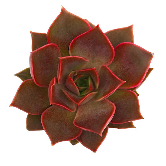 Echeveria 'Samba' Succulent