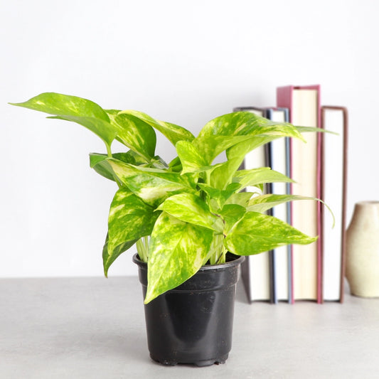 Golden Pothos
