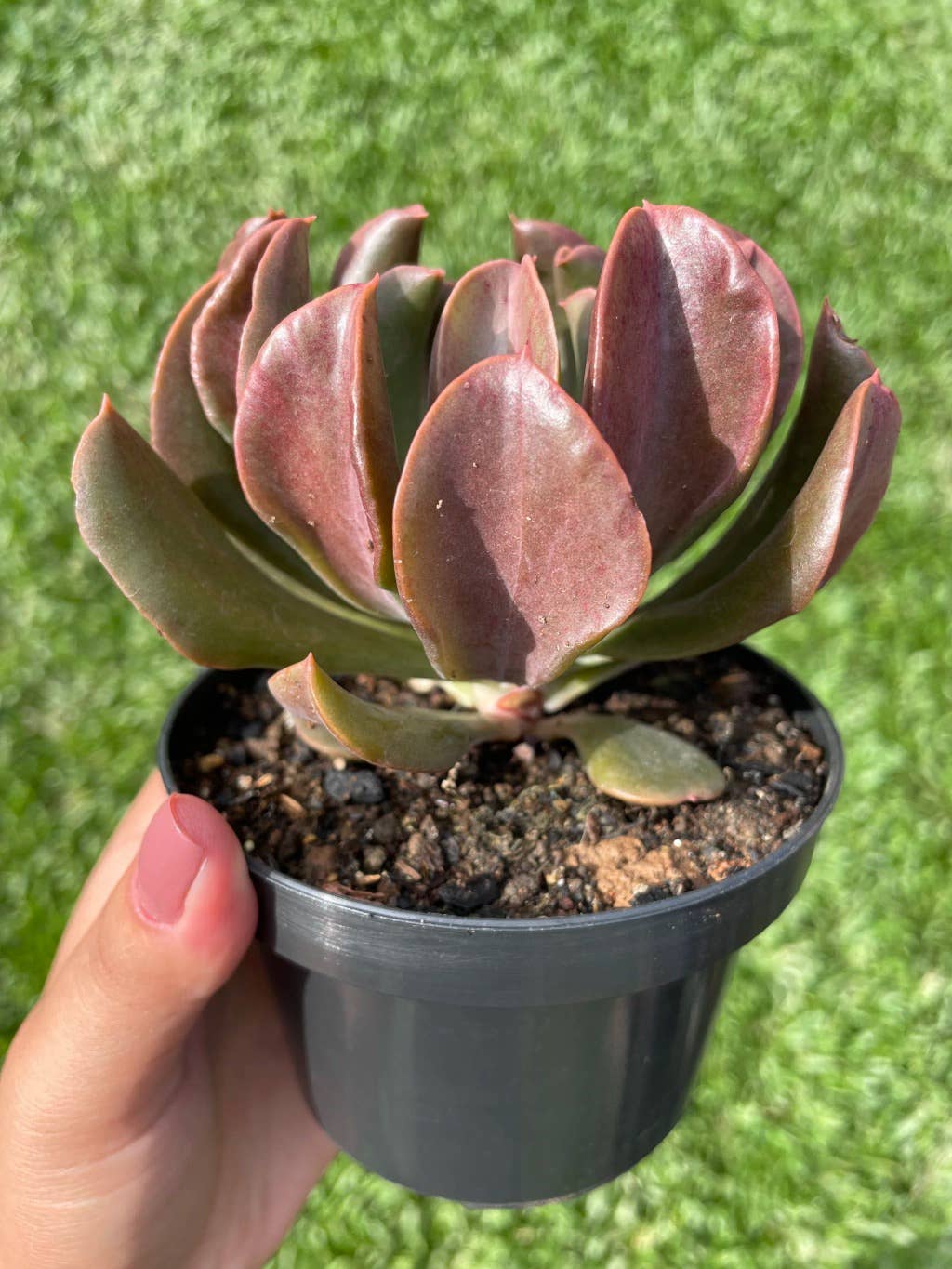 Echeveria 'Dark Vader'