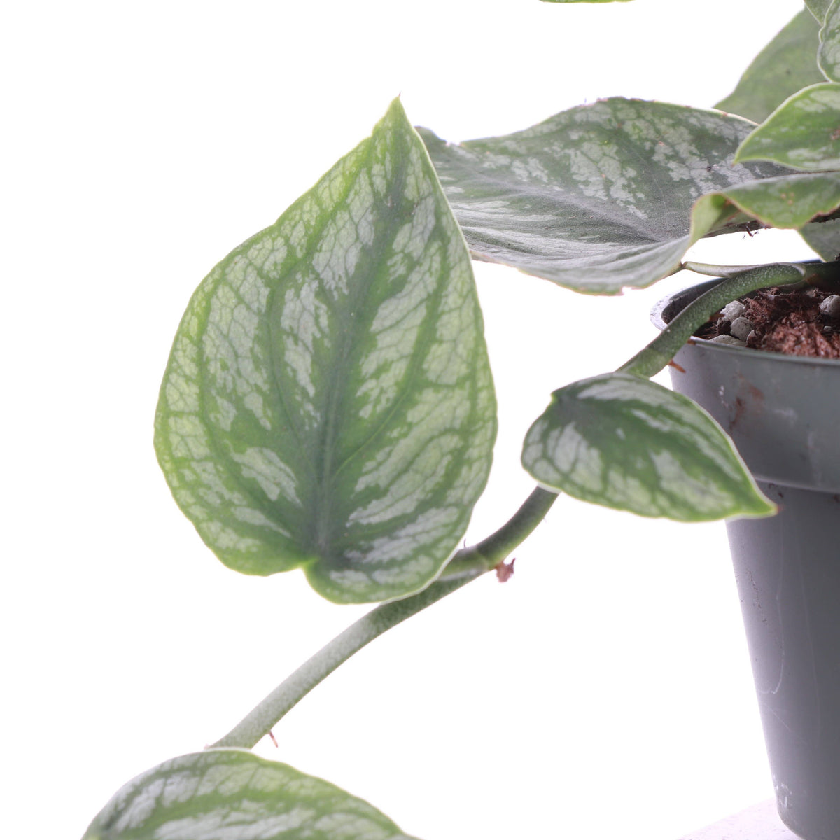 Monstera Dubia - Shingle Plant