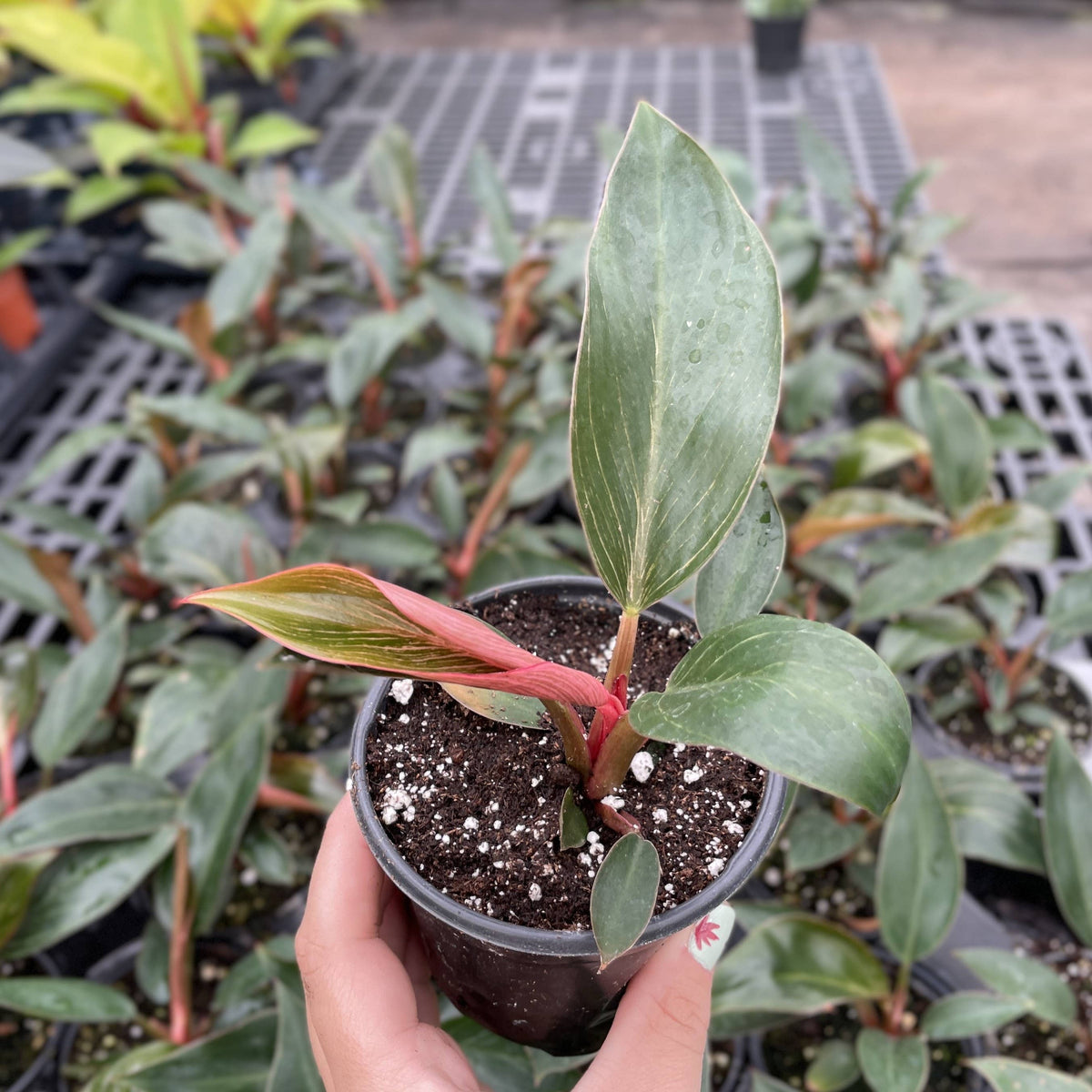 Pink Philodendron Birkin