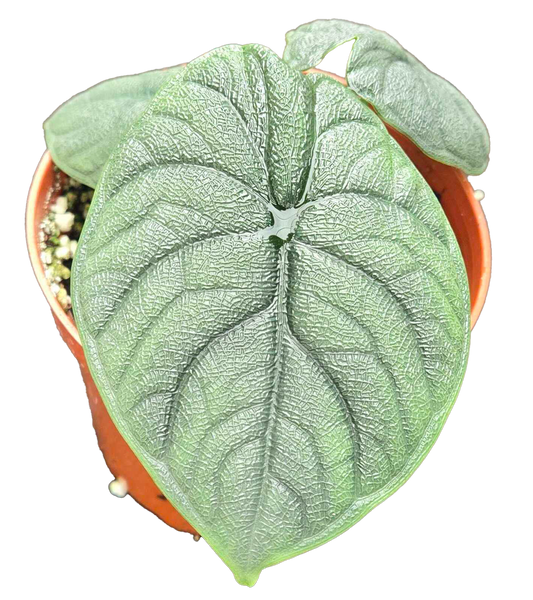 Alocasia Hami Melo
