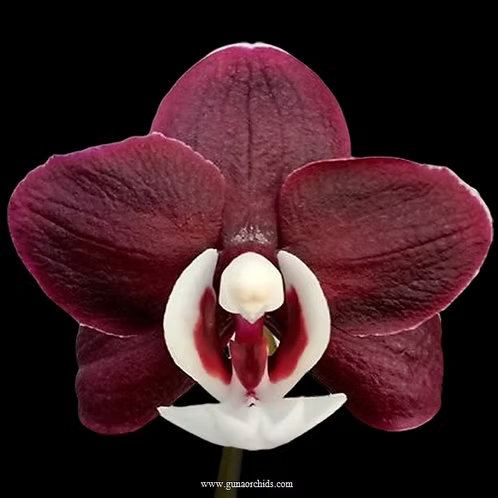 Phalaenopsis Kaoda Twinkle