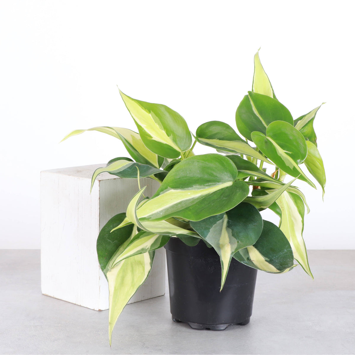 Silver Stripe Philodendron