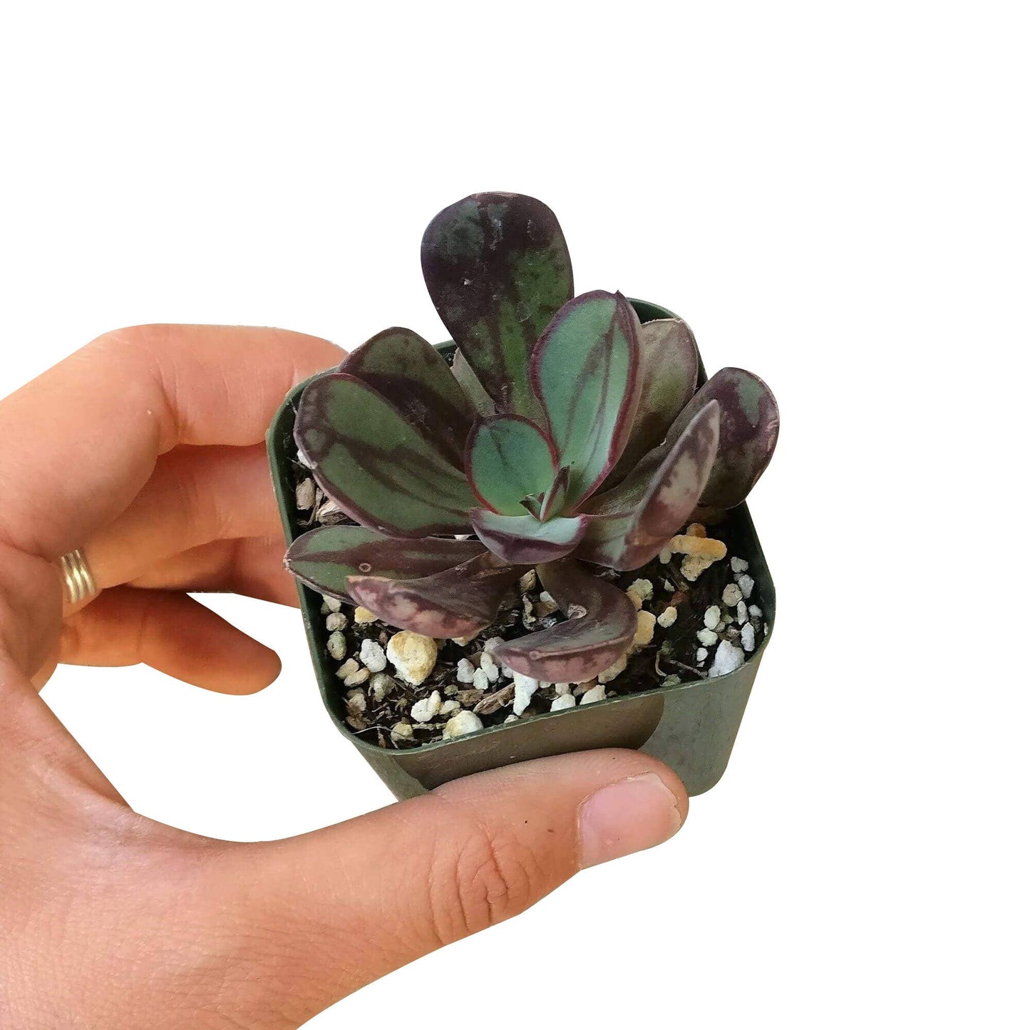 Painted Echeveria Nodulosa