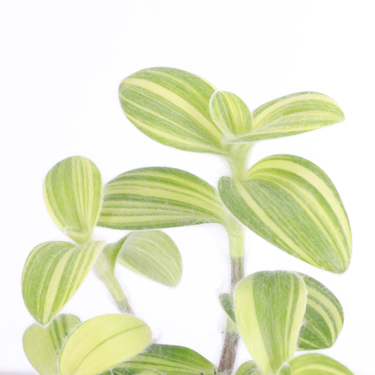 Tradescantia Fuzzy Velvet Stripe
