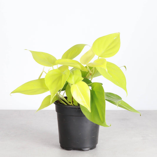 Lemon Lime heart leaf Philodendron