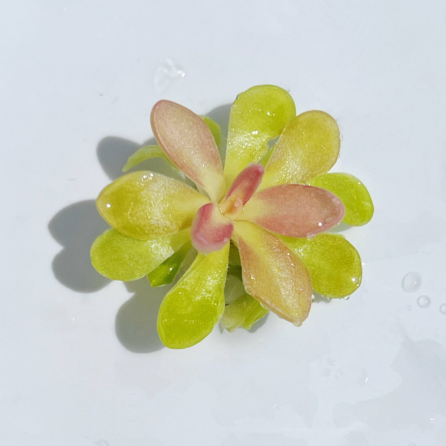 Pinguicula "Fumiko" – Rosy-Lavender Butterwort (Plant Only)