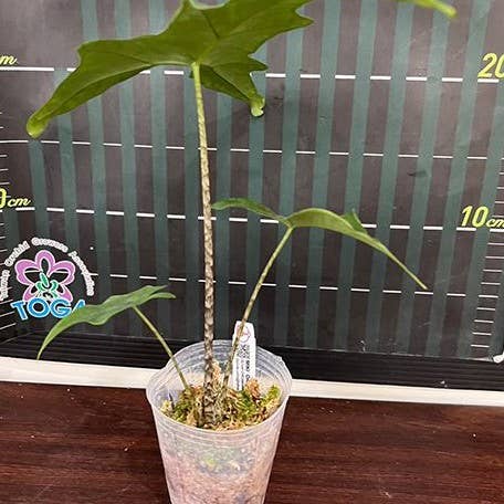 Alocasia nycteris batwing