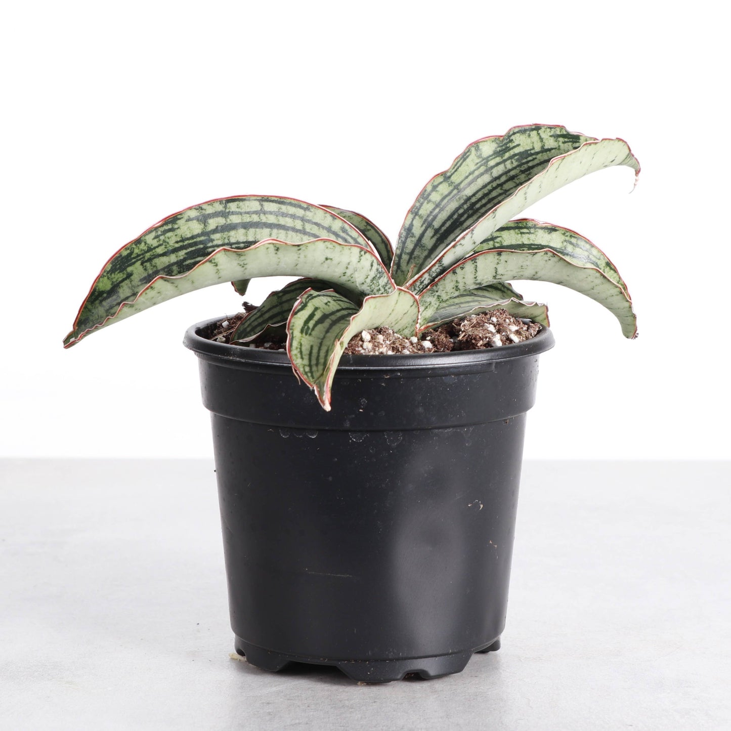 Cleopatra Snake Plant