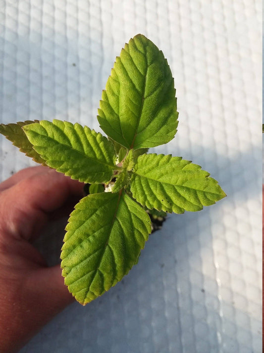 Aztec Sweet Herb Lippia Dulcis Plant