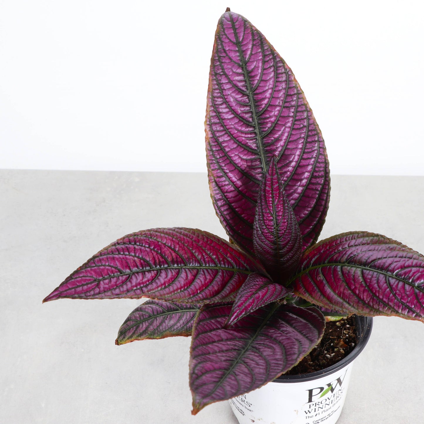 Purple Persian Shield