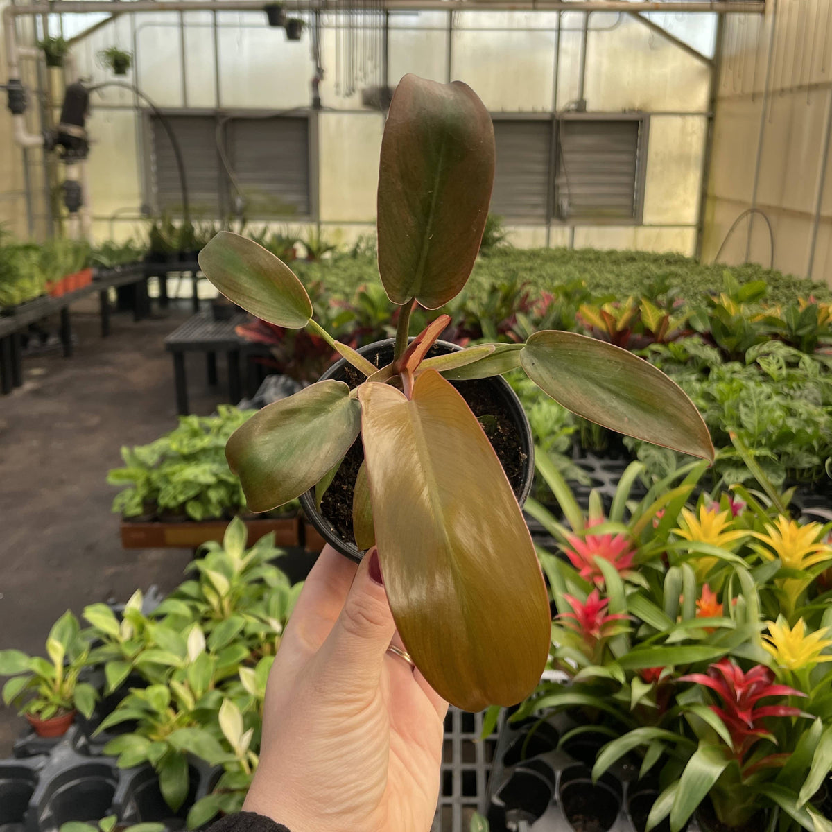 Philodendron Sayaka