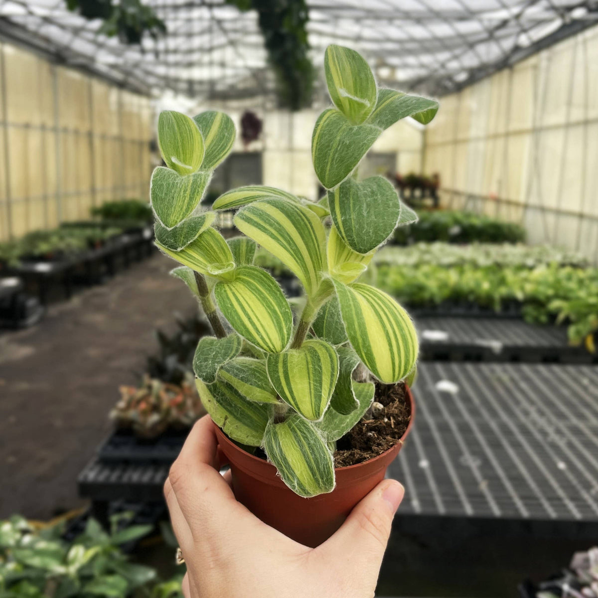 Tradescantia Fuzzy Velvet Stripe