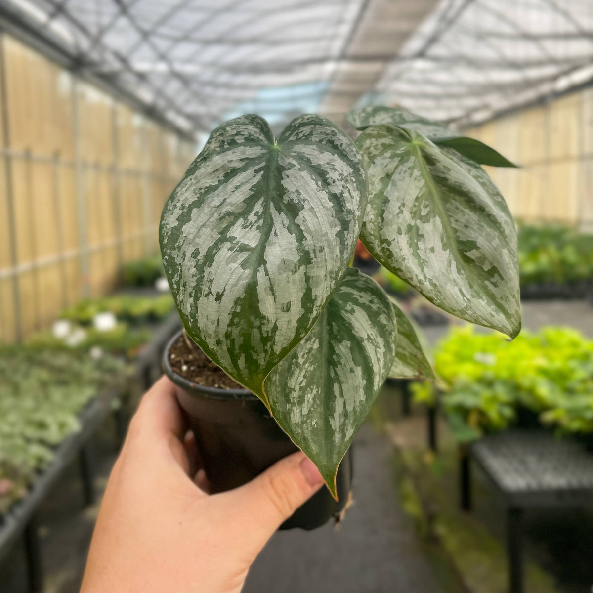 Philodendron Brandtianum