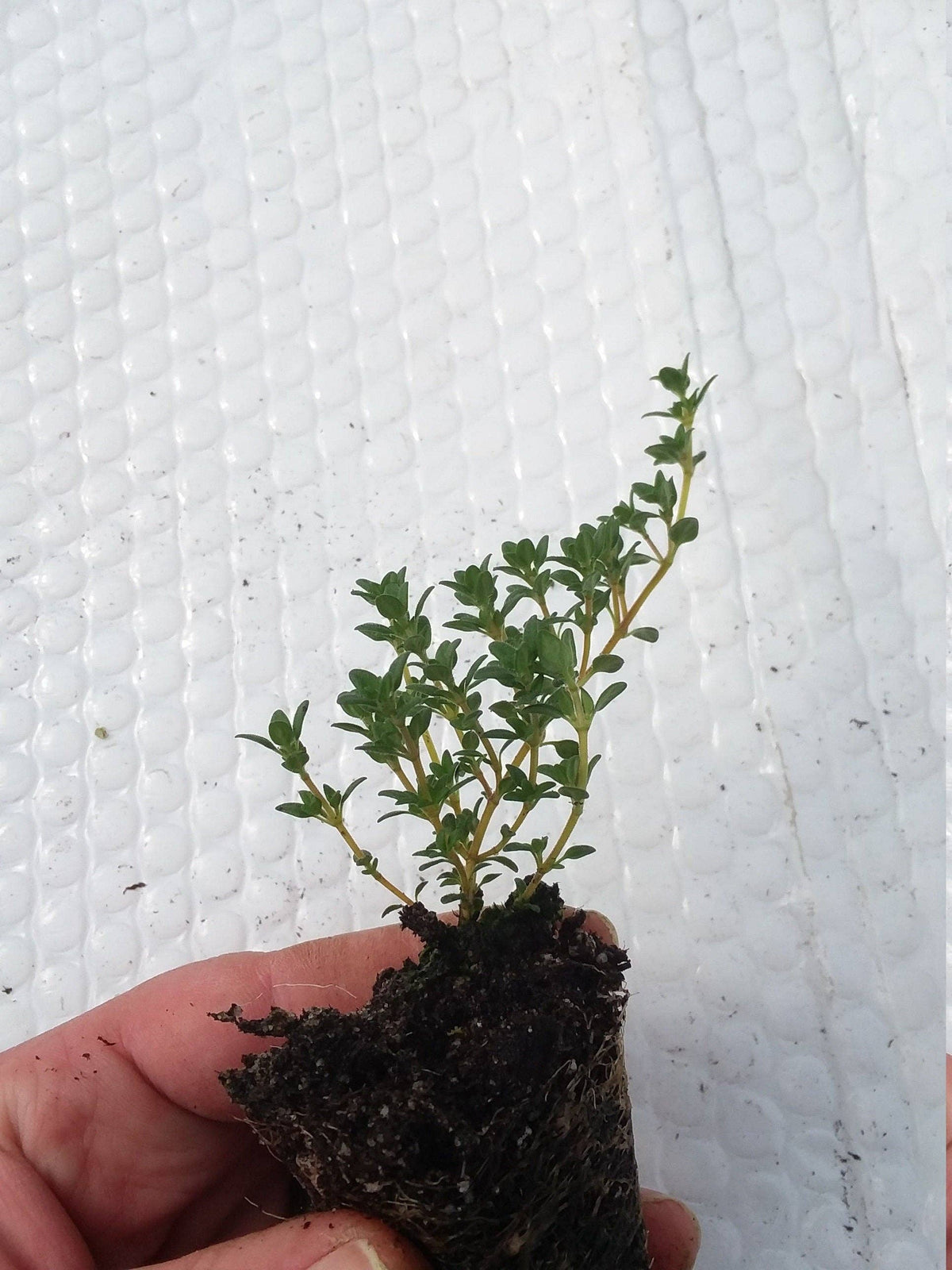 Lavender Thyme