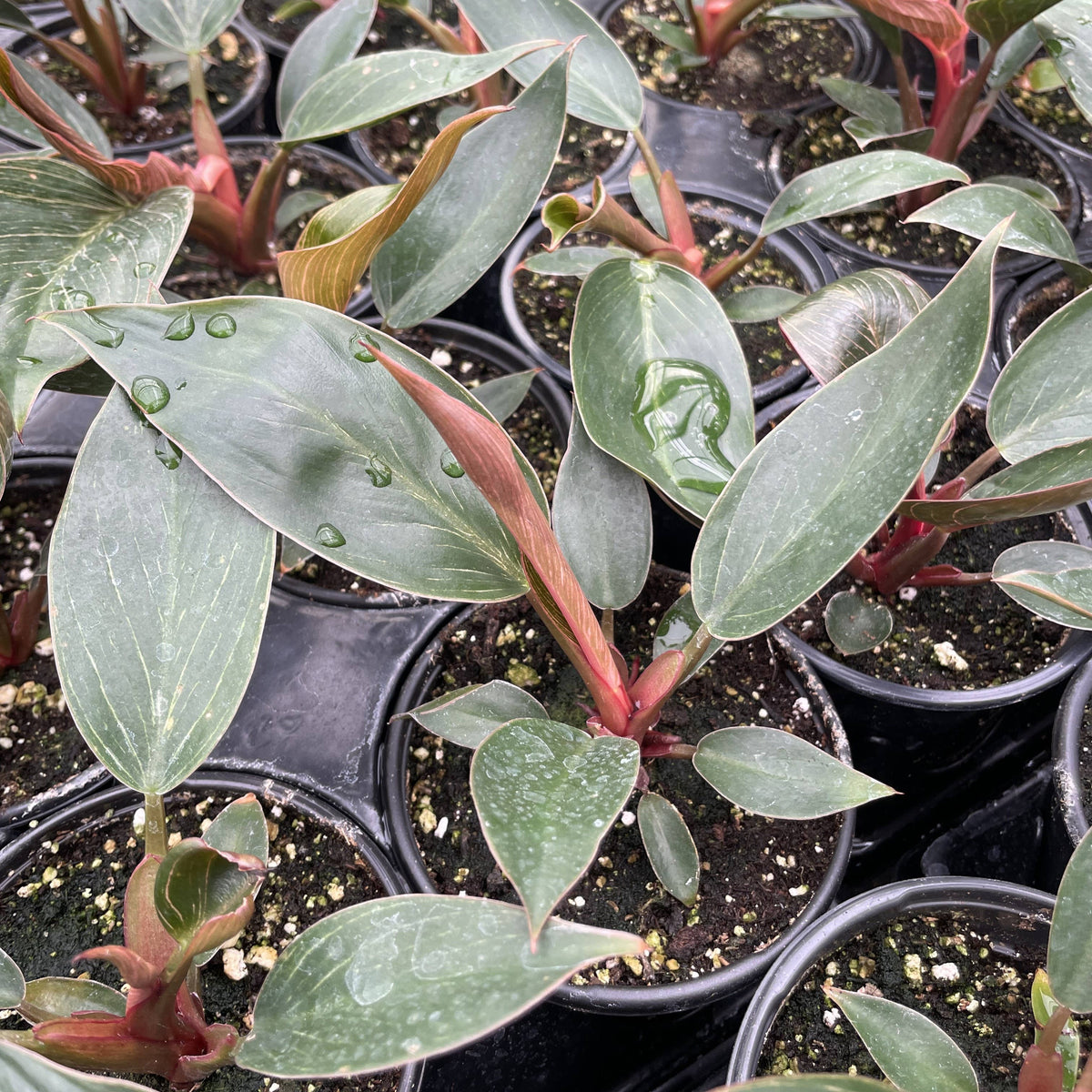 Pink Philodendron Birkin