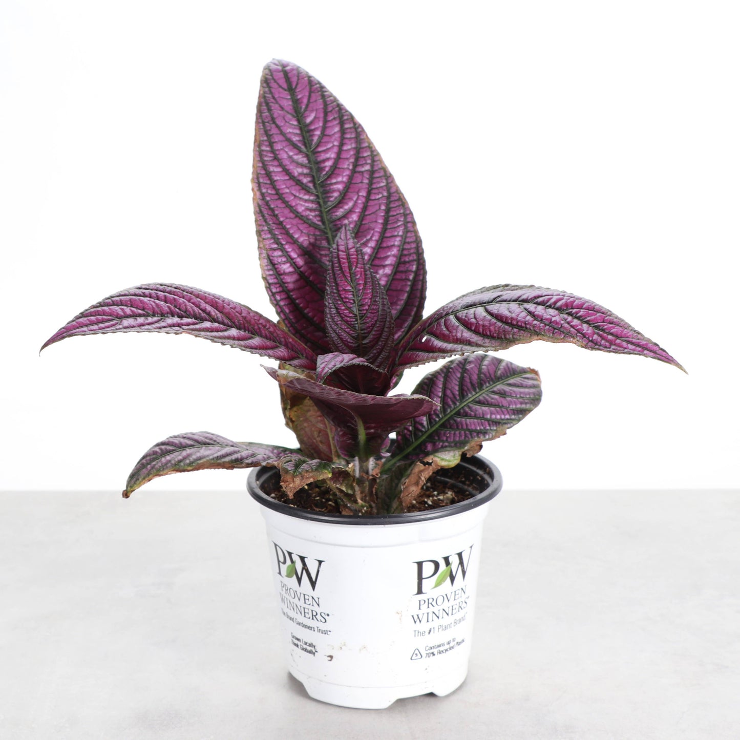 Purple Persian Shield