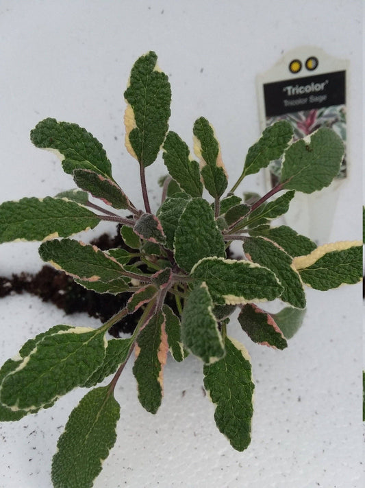 Tricolor Sage