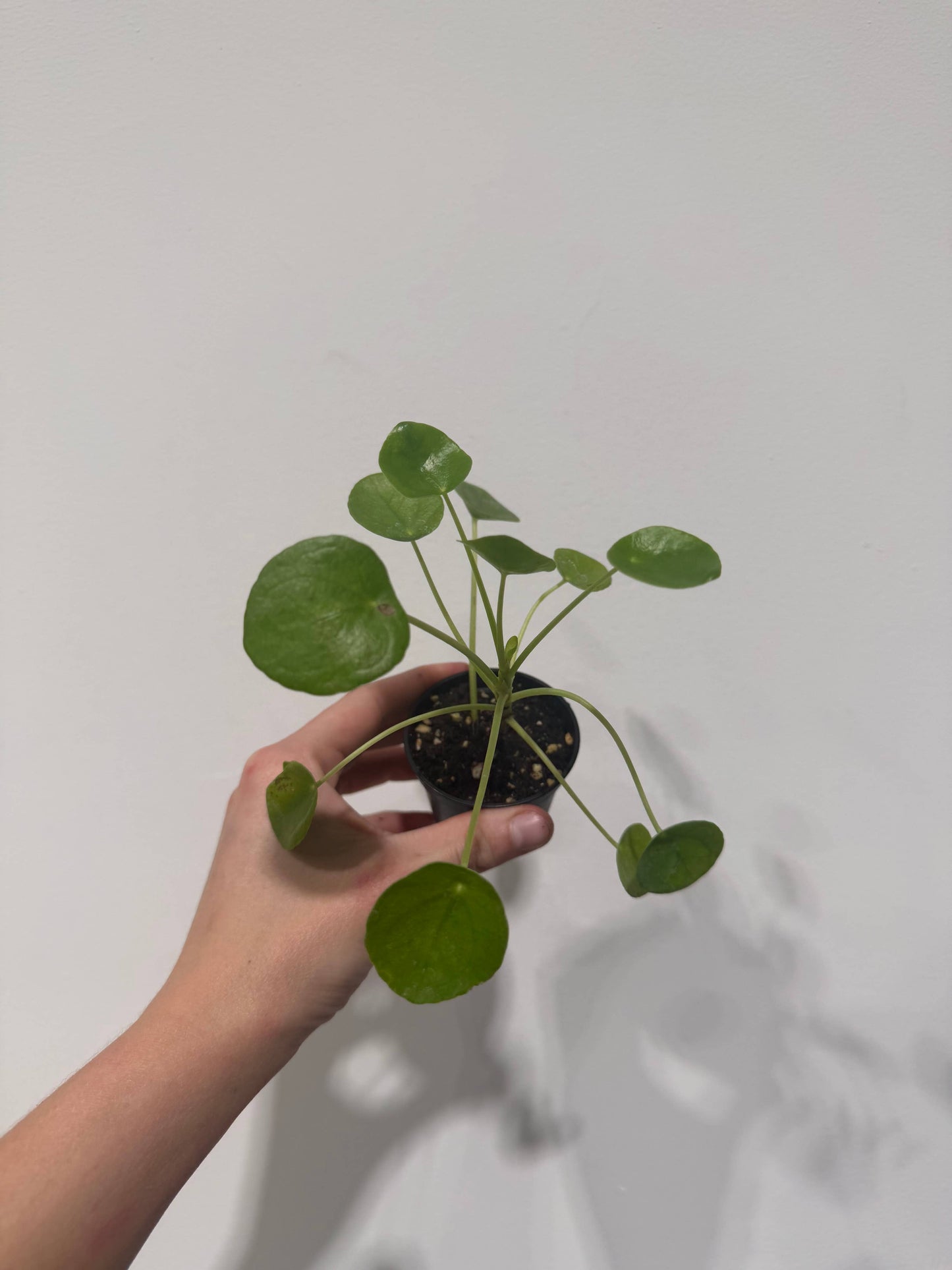 Pilea Peperomioides Chinese Money Plant