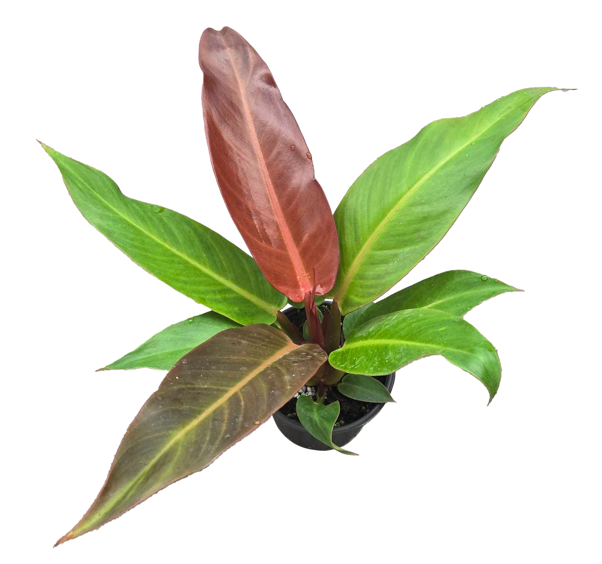 Philodendron Red Sun