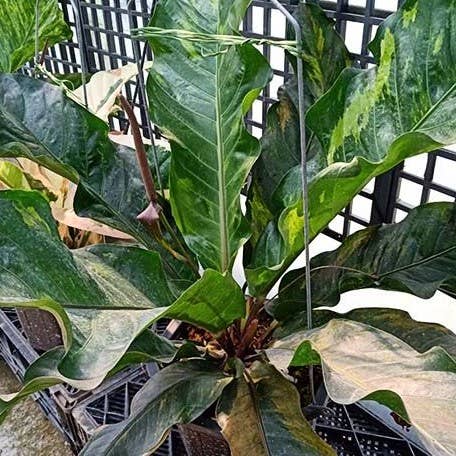 Anthurium hybrid (variegata) variegated