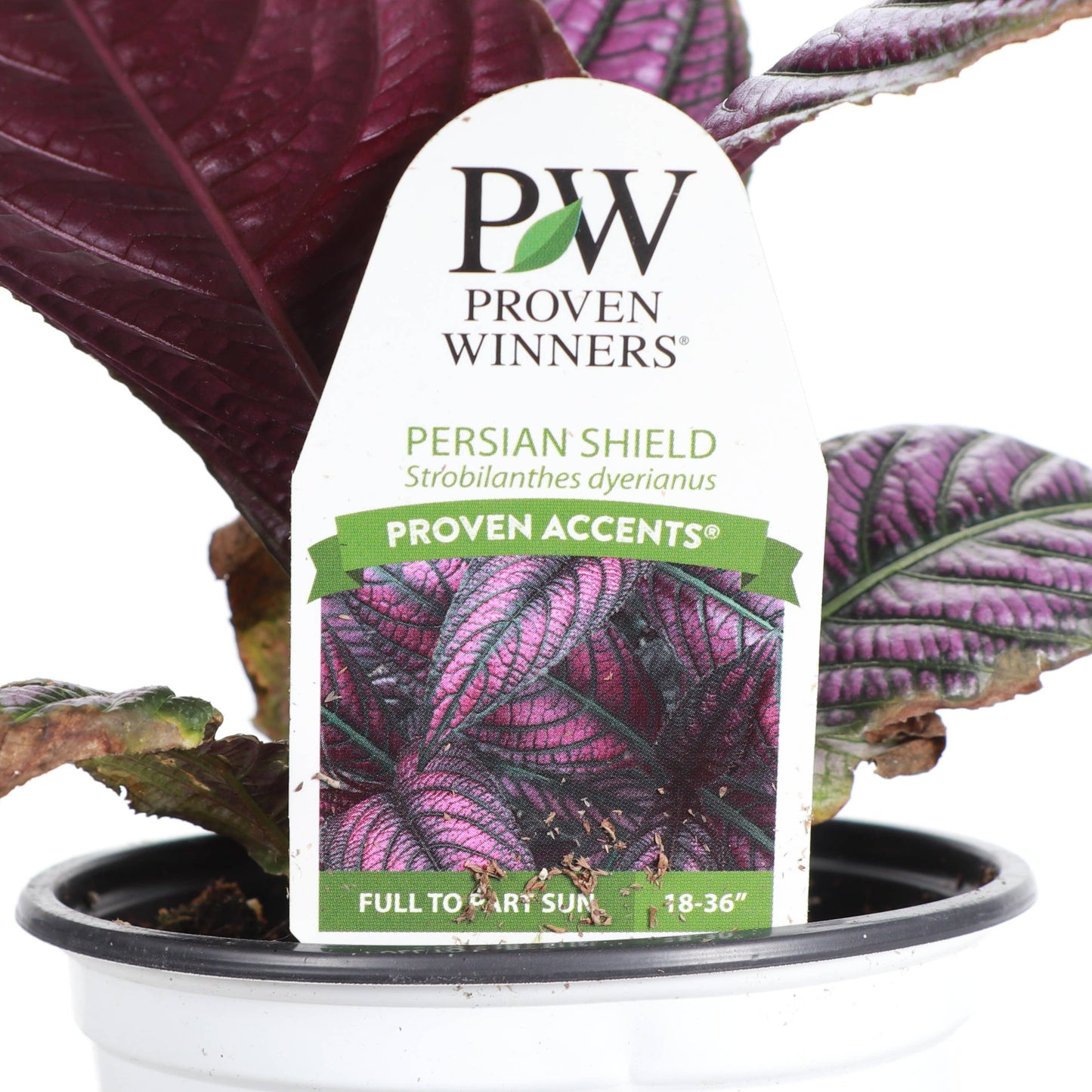 Purple Persian Shield