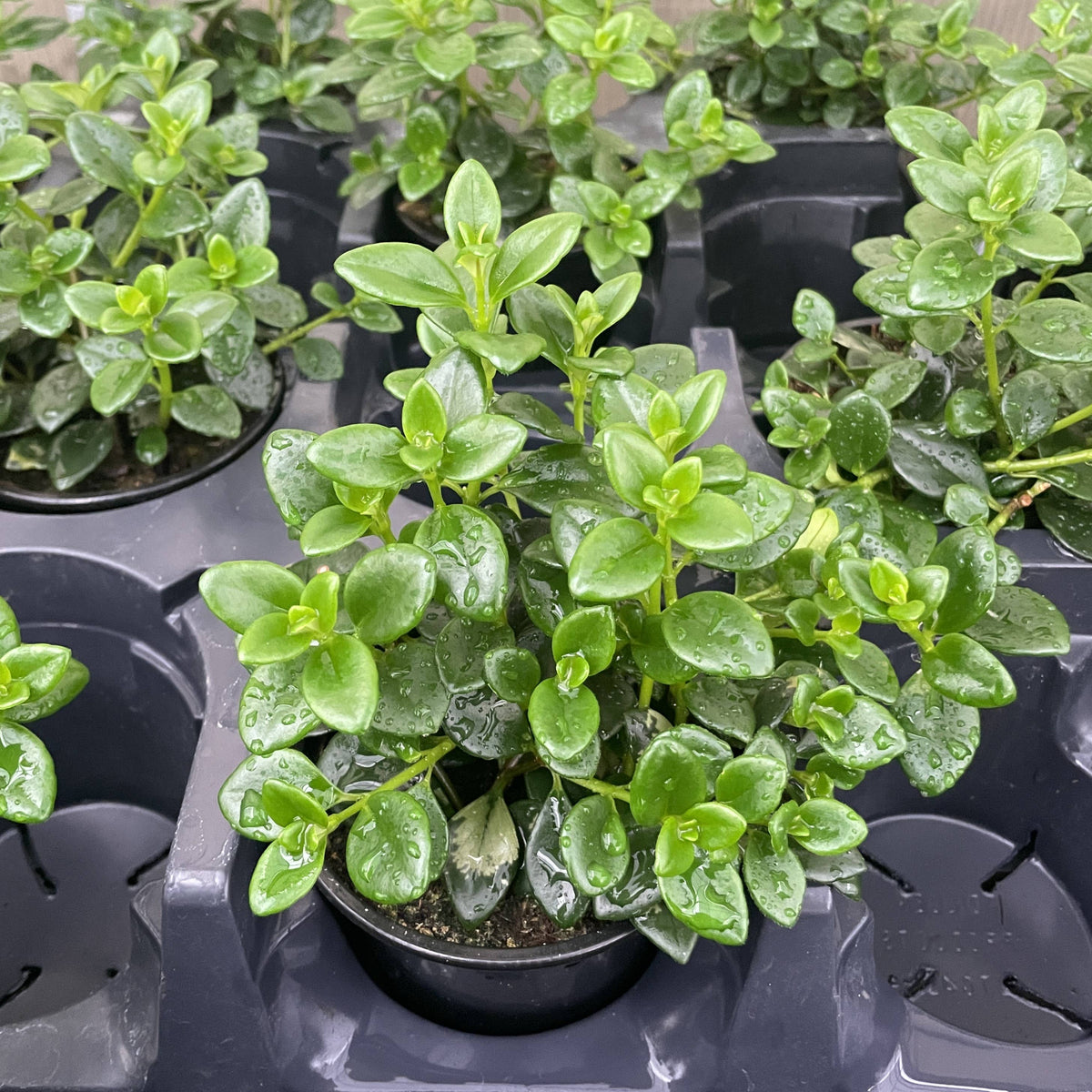 Goldfish Plant