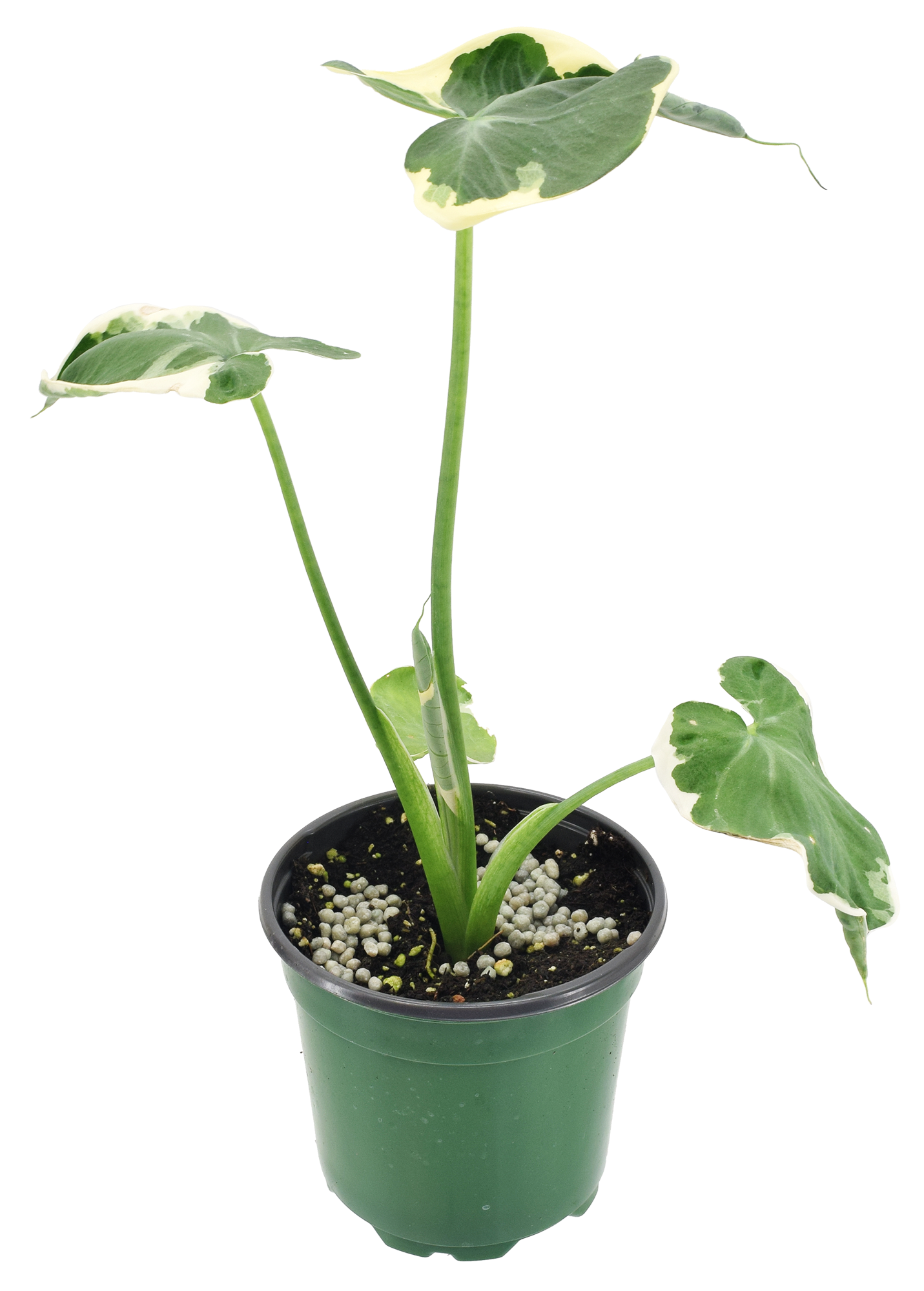 Alocasia Mickey Mouse