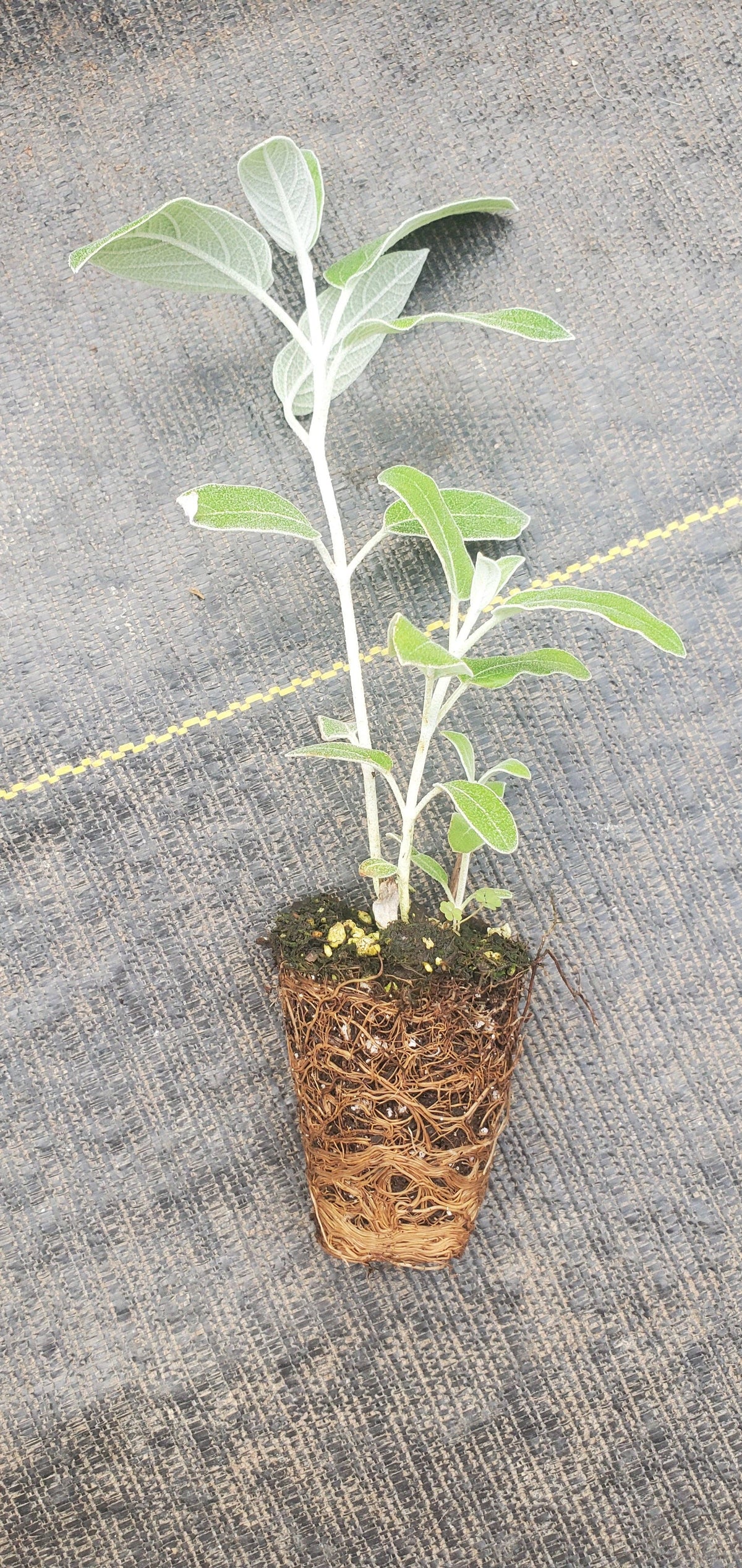 Salvia discolor puruvian sage