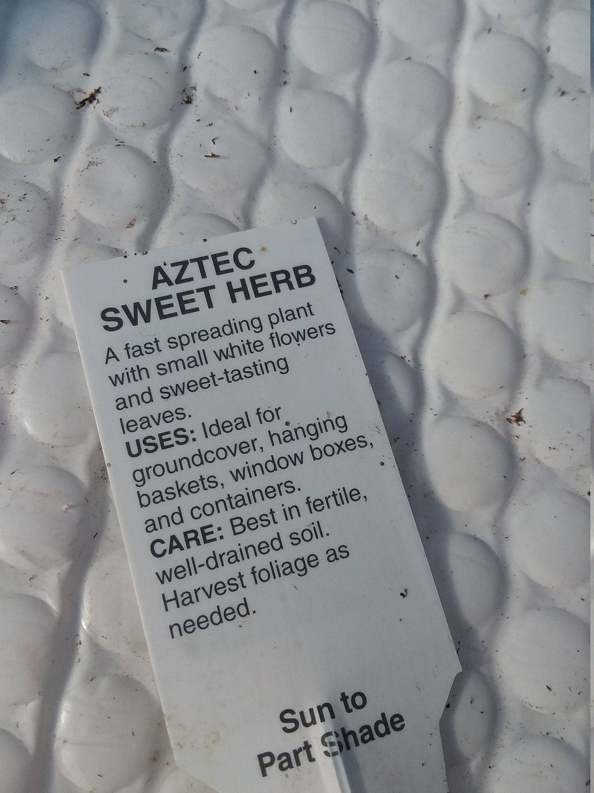Aztec Sweet Herb Lippia Dulcis Plant
