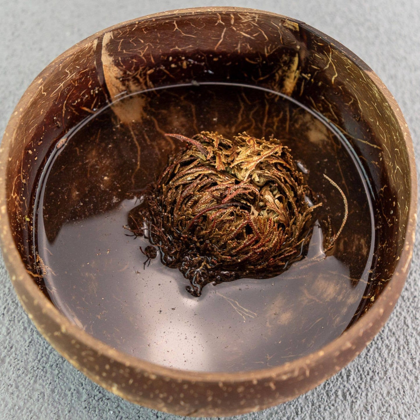 Rose of Jericho Flower