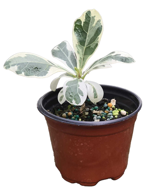 Ficus Lyrata Variegated