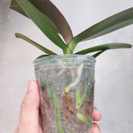 Phalaenopsis Kaoda Twinkle