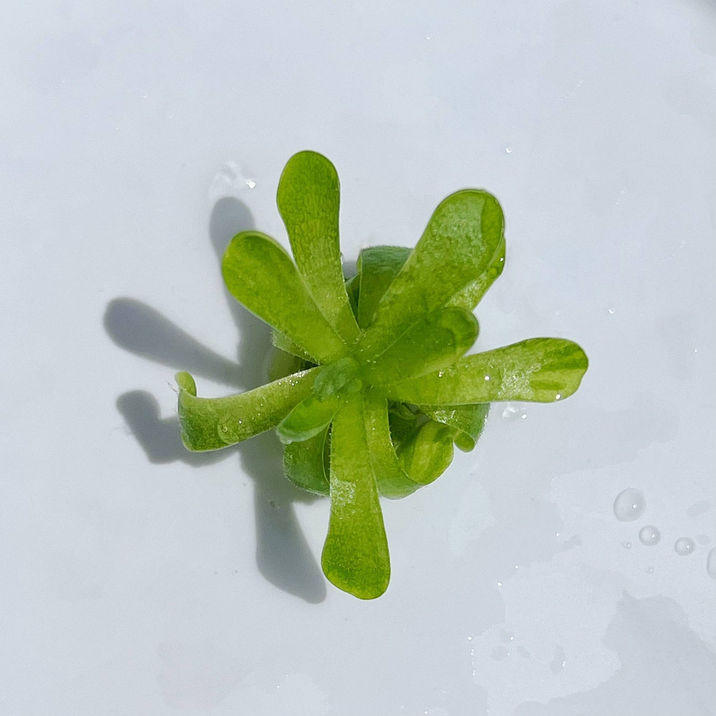 Pinguicula esseriana – Mexican Butterwort (Plant Only)