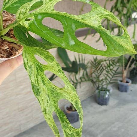 Monstera adansonii Variegated 'Mint'