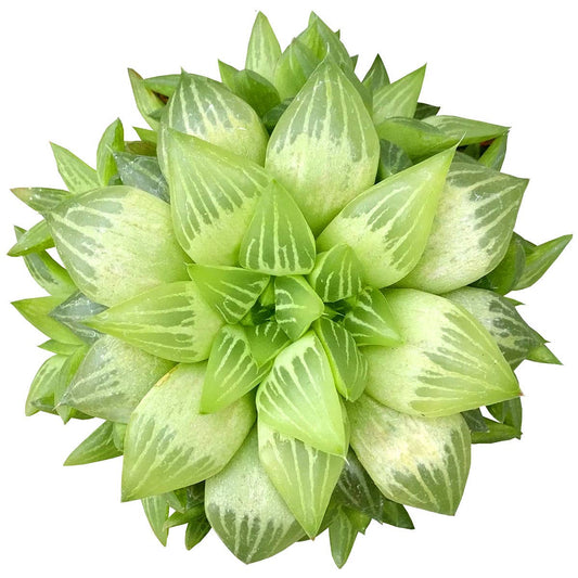 Haworthia cymbiformis Window Succulent
