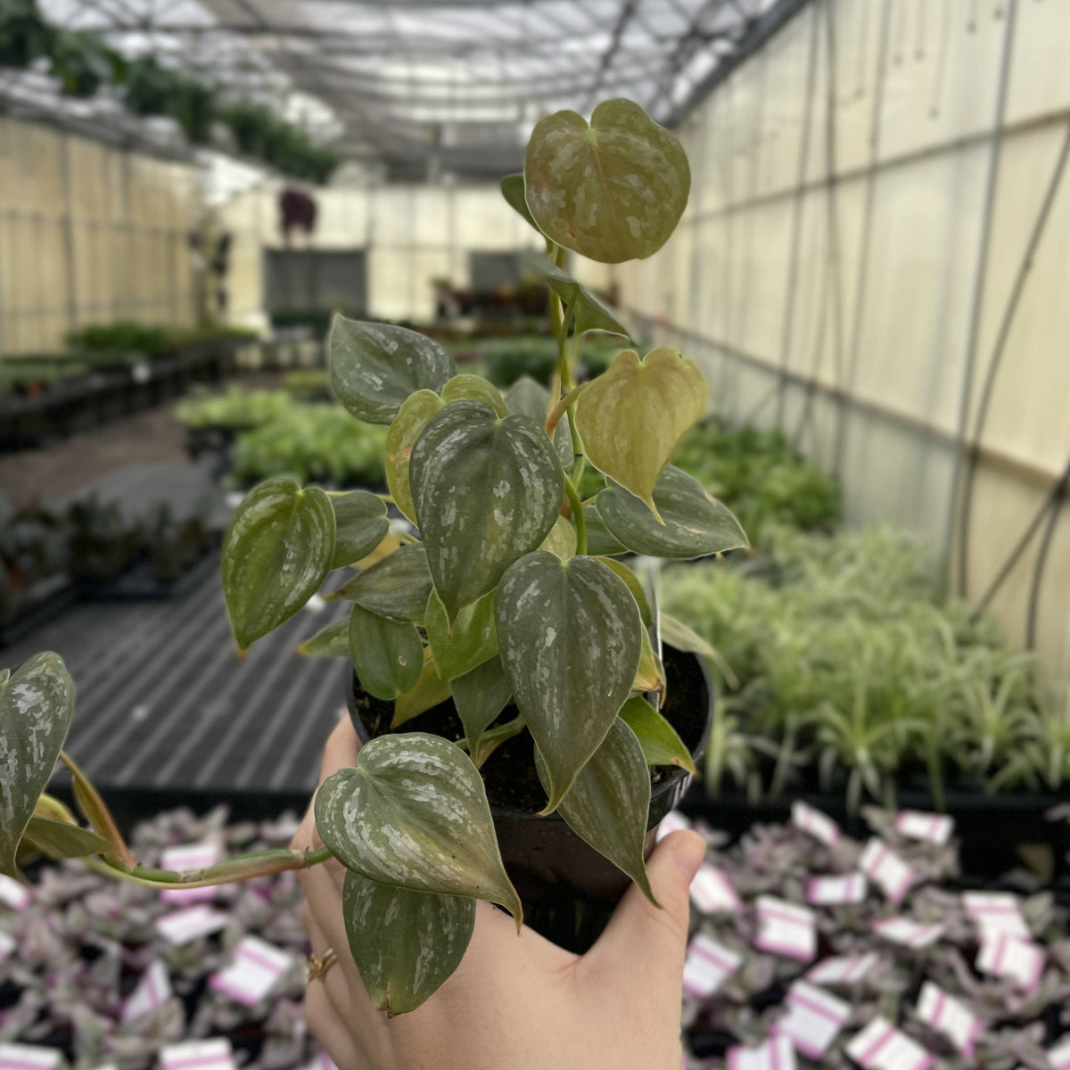 Philodendron Brandtianum