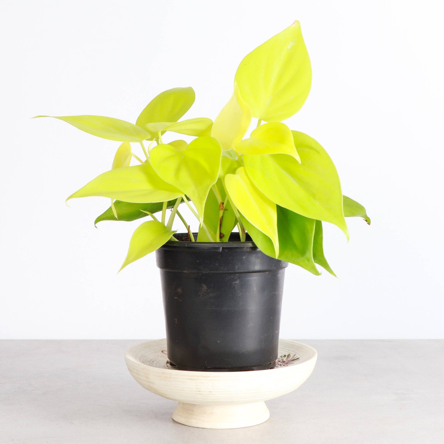 Lemon Lime heart leaf Philodendron