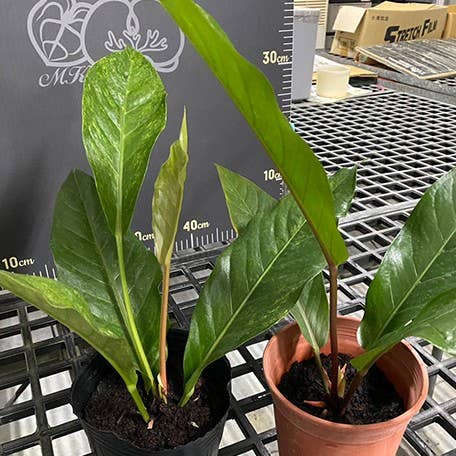 Anthurium hybrid (variegata) variegated